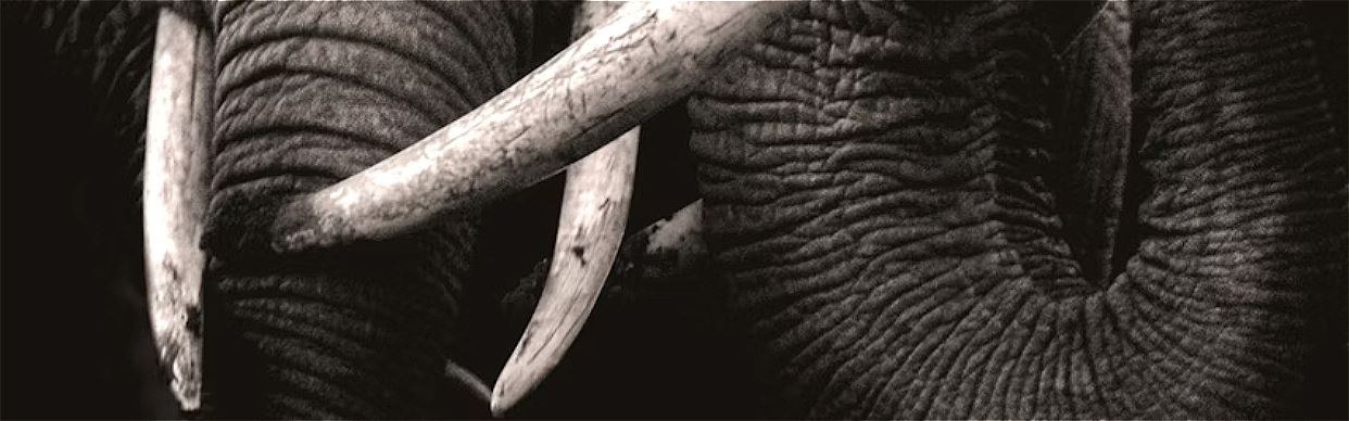 Two Men Observing an Elephant